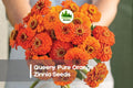 Queeny Pure Orange Zinnia Seeds – 100+ Fully Double Orange Flowers, Annual, Zinnia elegans, Garden, Cut Flower, Butterfly Attractant