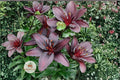 Blackstone Lily Bulbs – Deep Burgundy Asiatic Lily, 10 Dark Flower Perennials for Garden Beds, Borders, Containers