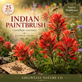 Indian Paintbrush Seeds | Castilleja coccinea Wildflower | Native Pollinator-Friendly Flower | Cottage Garden Native Wildflower Seeds