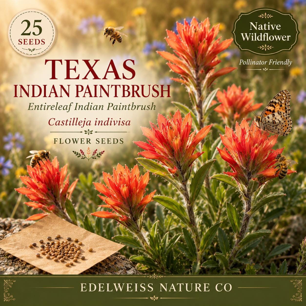 Texas Indian Paintbrush Seeds | Castilleja indivisa Native Wildflower for Pollinator Gardens & Hummingbird Attractant