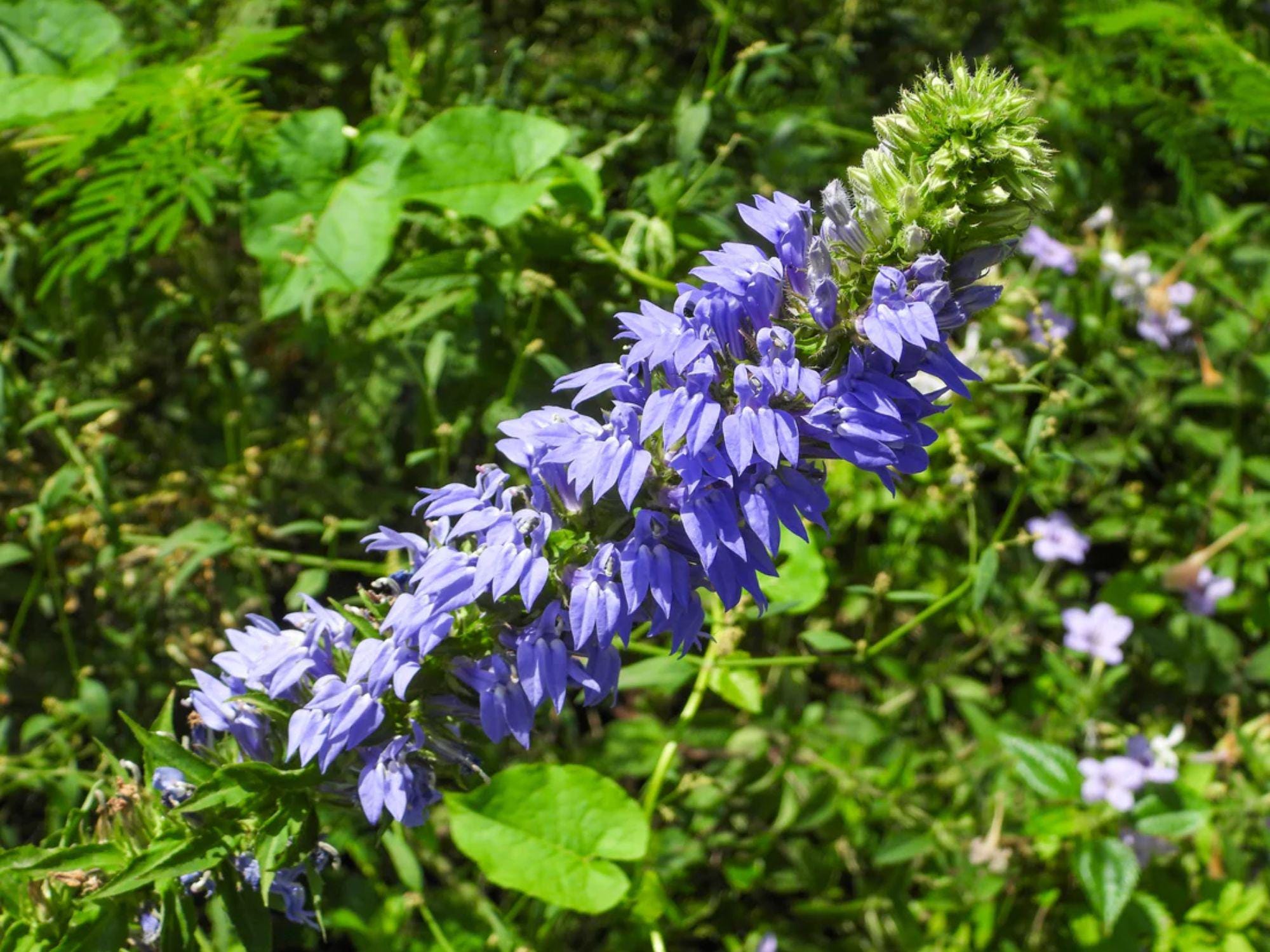 100 Great Blue Lobelia Seeds – Lobelia siphilitica Wetland Wildflower Seeds for Rain Gardens, Moist Soil, Native Plantings