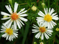 100 Panicled Aster Seeds – Symphyotrichum lanceolatum Wildflower Seeds for Pollinator Gardens, Cottage, Meadow & Natural Landscapes
