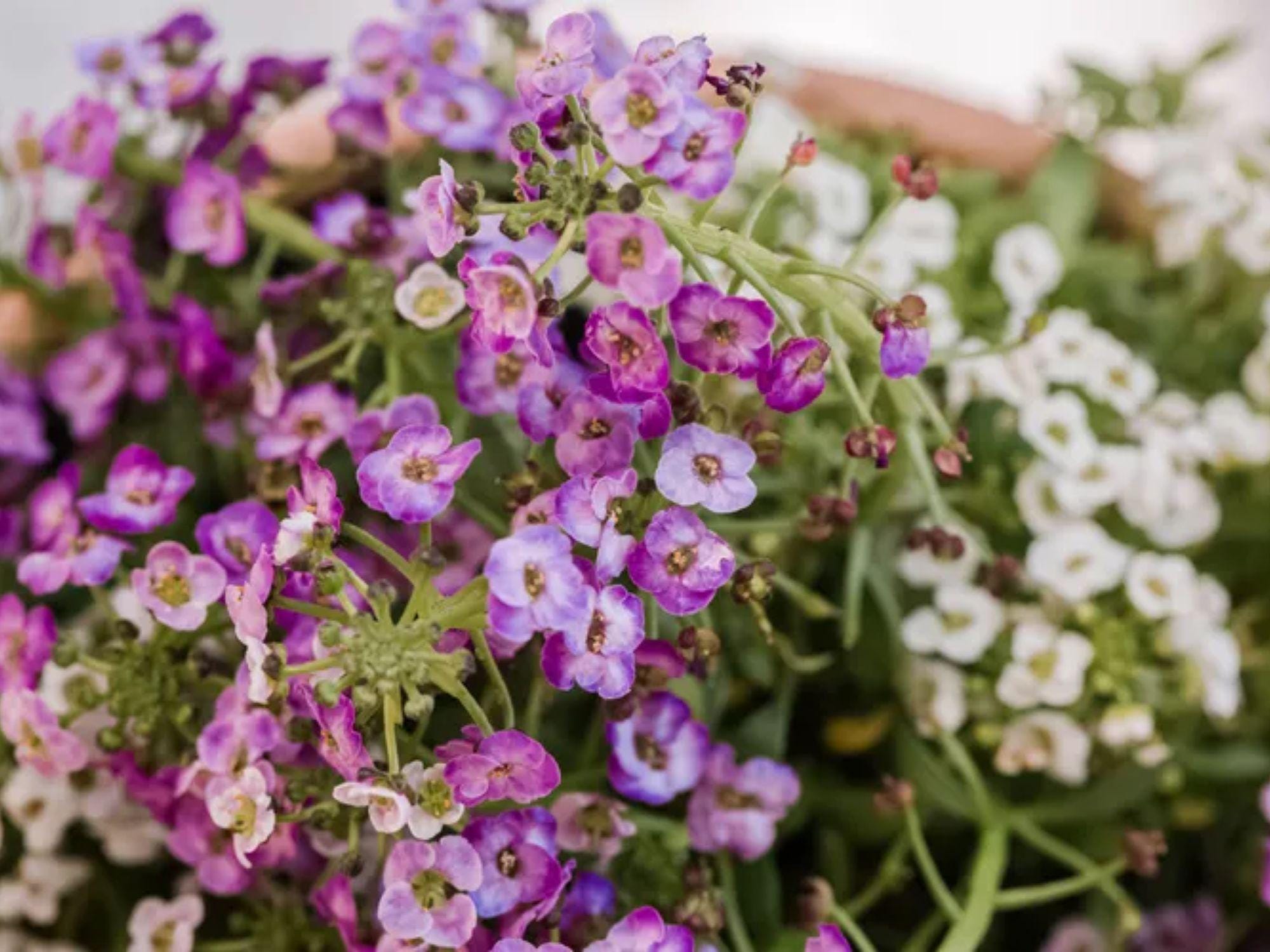 Dwarf Pink Sweet Alyssum Seeds – Lobularia maritima Wildflower for Cottage Garden, Pollinator, Natural Landscape