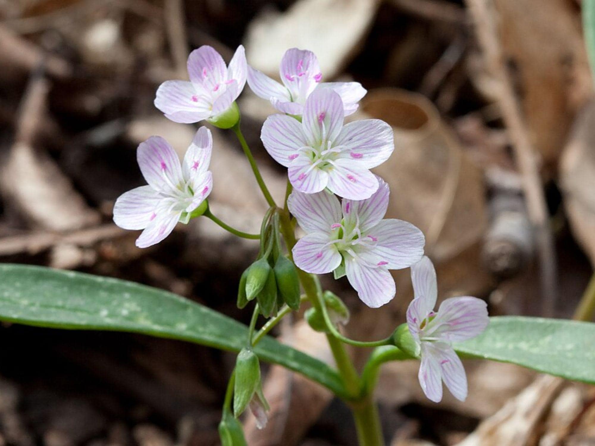 Spring Beauty Seeds - Claytonia virginica Wildflower for Shade Gardens & Natural Landscapes, 20 Seeds