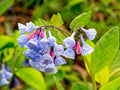 Virginia Bluebells Seeds – Mertensia virginica Wildflower for Pollinator Gardens, Borders & Meadow Plantings