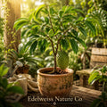 Soursop Tree Starter Plant | Annona Muricata Tropical Edible Fruit Tree | Live Exotic Fruit Tree for Garden, Patio & Greenhouse
