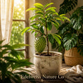 3 Soursop Tree Live Starter Plants | Tropical Edible Fruit Tree | Annona Muricata | Exotic Fruit & Ornamental Tree