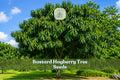 Bastard Hogberry Tree Seeds, Rare Tropical Ornamental Margaritaria nobilis, Collector Plant, 5 Seeds