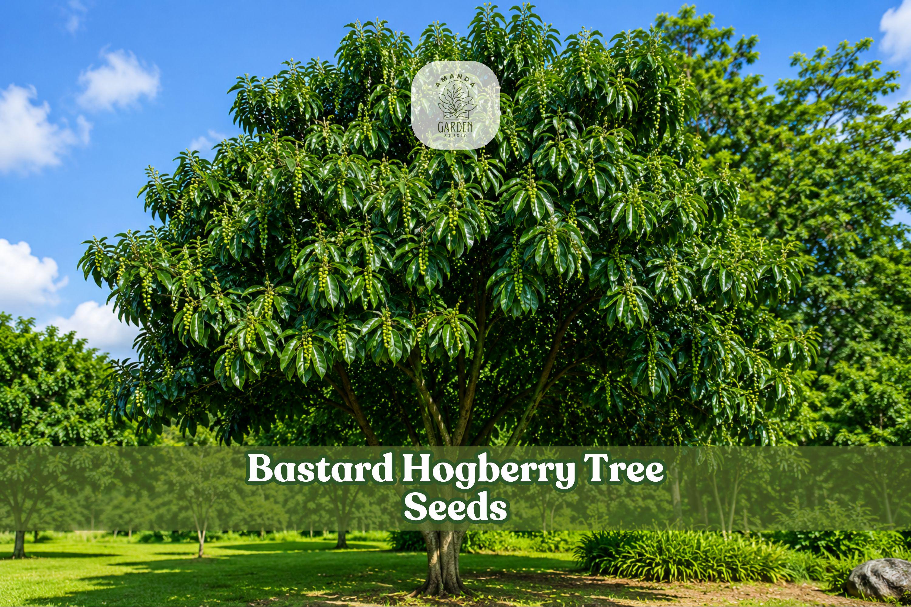 Bastard Hogberry Tree Seeds, Rare Tropical Ornamental Margaritaria nobilis, Collector Plant, 5 Seeds