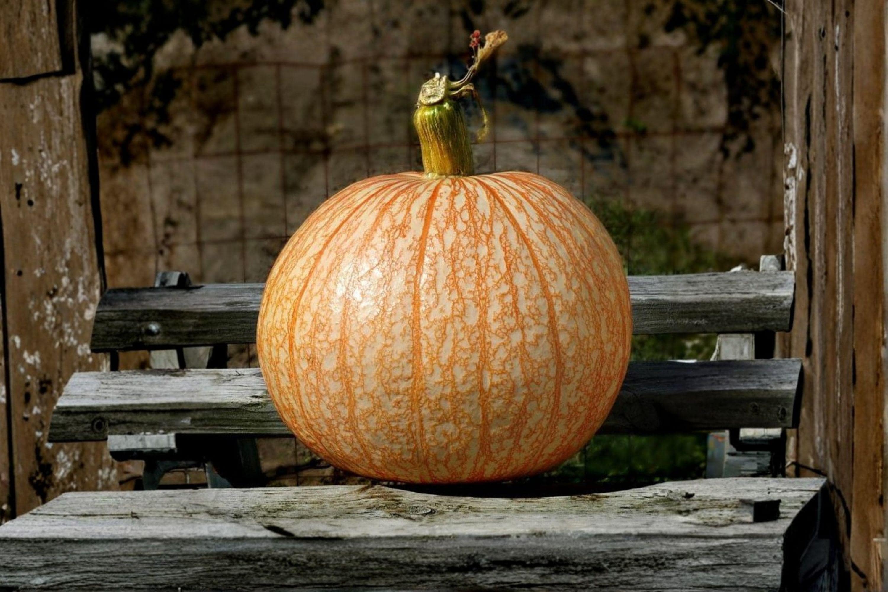 Pumpkin Seeds 10 One Too Many White with Red Veining Cucurbita pepo for Fall Garden Displays