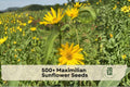 Maximilian Sunflower Seeds 500+ | Helianthus maximiliani Perennial Wildflower for Prairie, Meadow & Landscape Borders