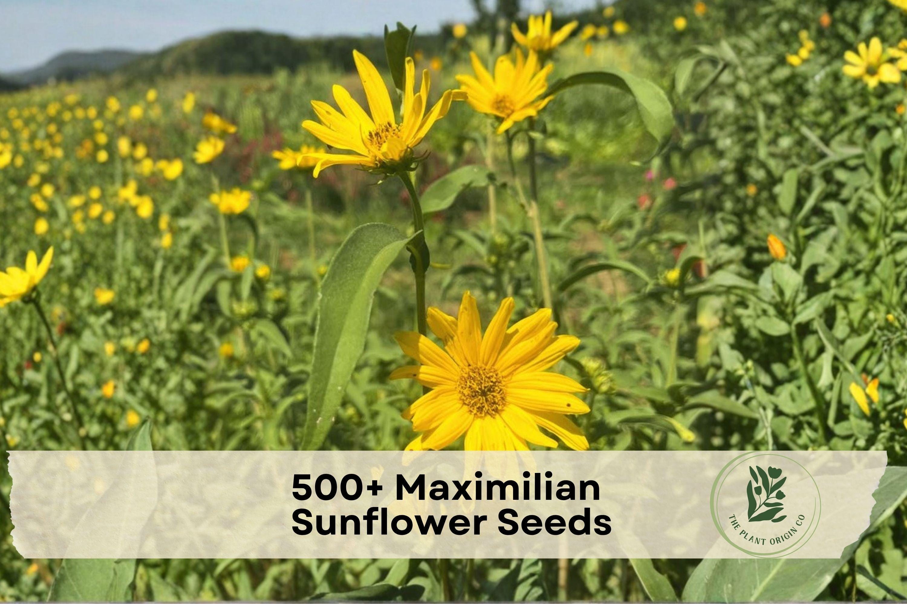 Maximilian Sunflower Seeds 500+ | Helianthus maximiliani Perennial Wildflower for Prairie, Meadow & Landscape Borders