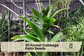 30 Forest Cabbage Palm Seeds – Cordyline banksii Evergreen Ornamental Plant for Tropical Gardens & Landscape