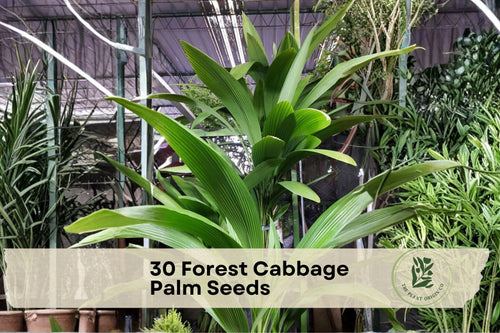 30 Forest Cabbage Palm Seeds – Cordyline banksii Evergreen Ornamental Plant for Tropical Gardens & Landscape