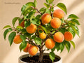 Tibetan Apricot Tree | Dormant Live Plant | Self-Pollinating Prunus armeniaca | Edible Yellow-Orange Fruit | Zones 5-8