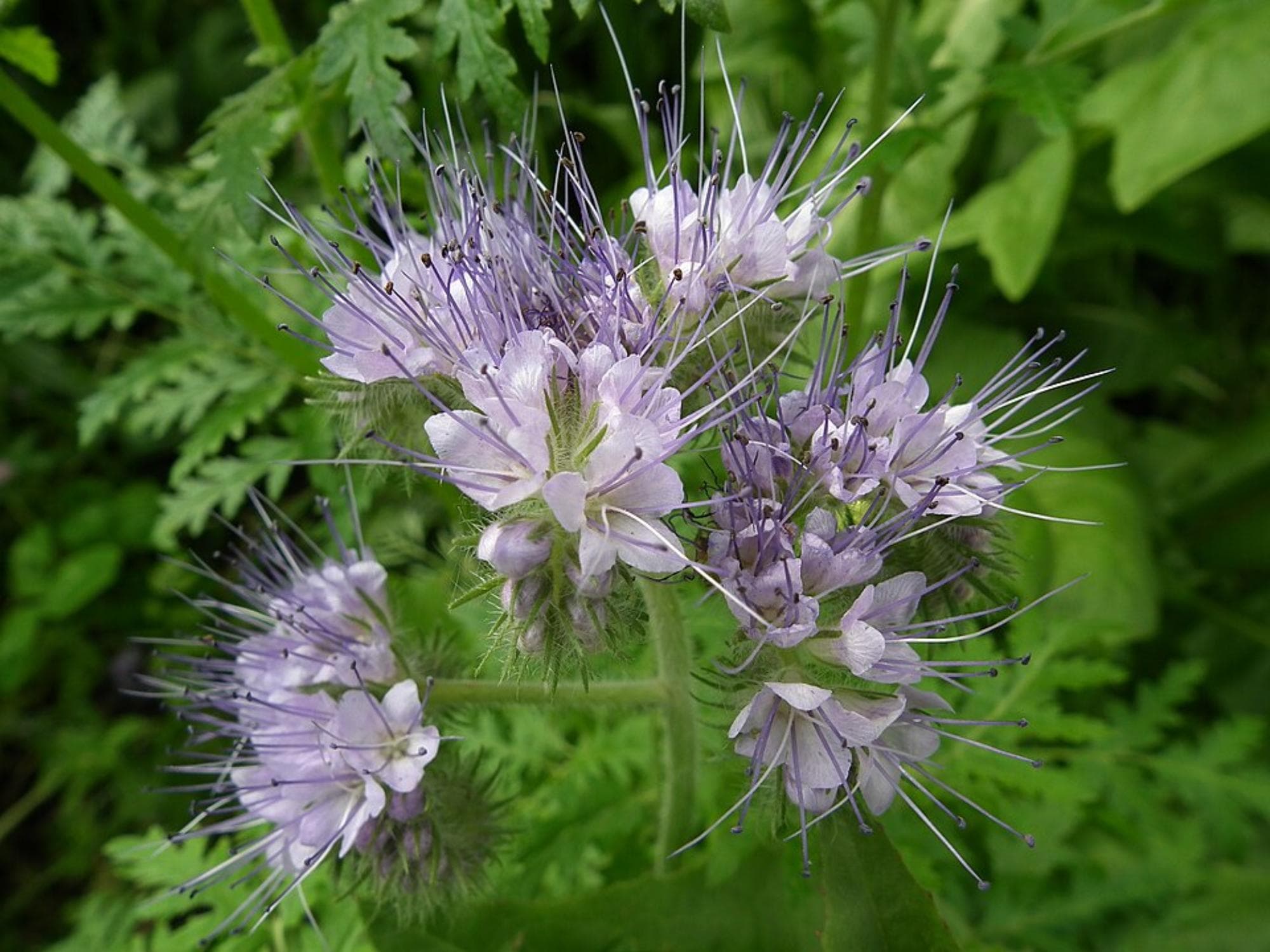 Lacy Phacelia Seeds – Wildflower Seed Pack for Pollinator Gardens, Cottage, Meadow & Naturalistic Plantings – Phacelia tanacetifolia