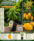 Grafted Mallika Mango Live Fruit Tree – Tropical Mango Tree, Mangifera indica, 12–24 Inches