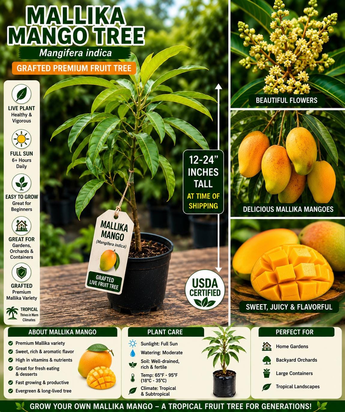 Grafted Mallika Mango Live Fruit Tree – Tropical Mango Tree, Mangifera indica, 12–24 Inches