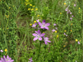 Venus' Looking Glass Wildflower Seeds – Triodanis perfoliata Pollinator Cottage Garden Seed Pack of 1000