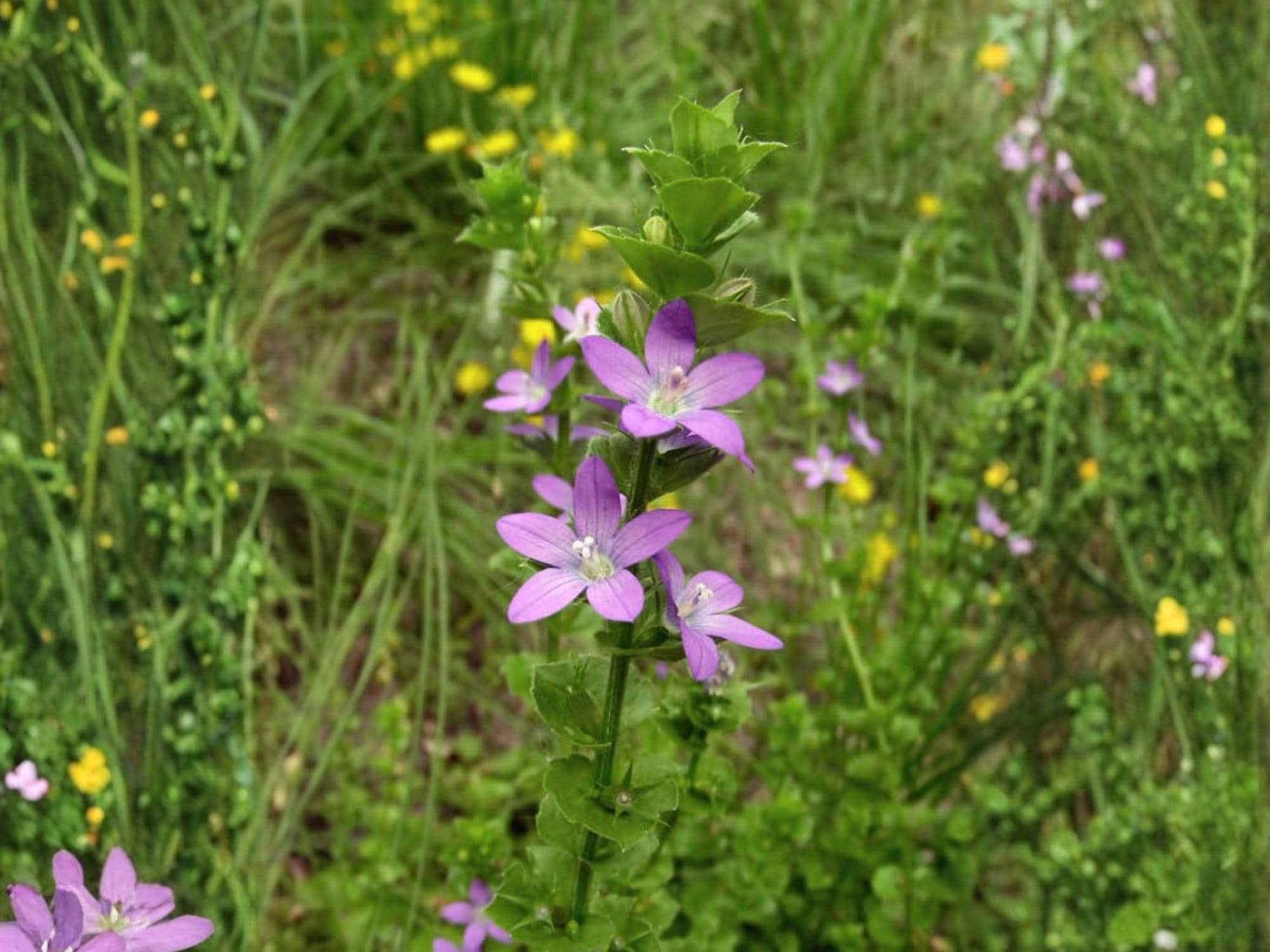 Venus' Looking Glass Wildflower Seeds – Triodanis perfoliata Pollinator Cottage Garden Seed Pack of 1000