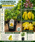 Grafted Carambola Fruit Tree – 2–3 Ft Live Star Fruit Tree – Averrhoa carambola Tropical Edible Plant