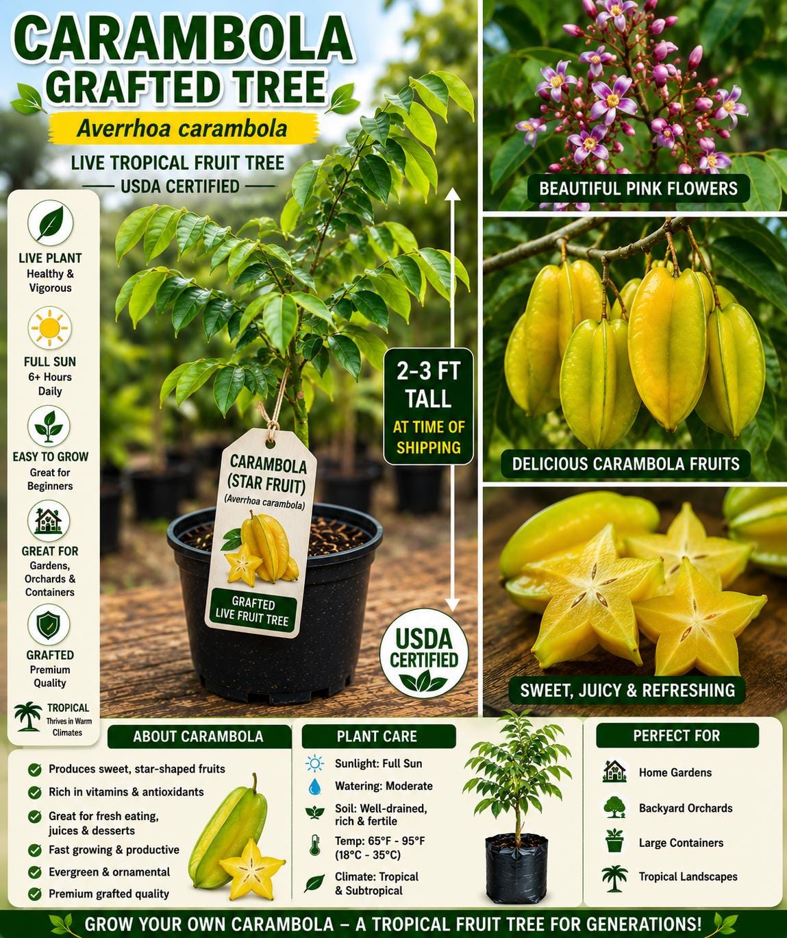Grafted Carambola Fruit Tree – 2–3 Ft Live Star Fruit Tree – Averrhoa carambola Tropical Edible Plant