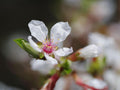 Prunus tomentosa Seeds – Nanking Cherry Shrub Seeds for Landscape, Bonsai & Garden Projects | Ornamental Plant Collection
