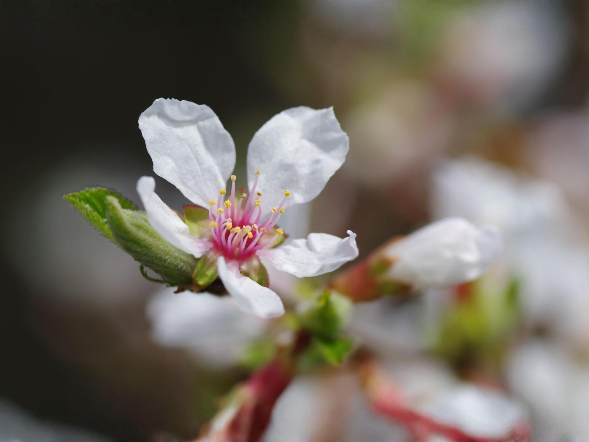 Prunus tomentosa Seeds – Nanking Cherry Shrub Seeds for Landscape, Bonsai & Garden Projects | Ornamental Plant Collection
