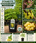 Otaheite Gooseberry Live Fruit Tree 1-2 Ft Tall – Phyllanthus acidus Tropical Edible Landscape Plant