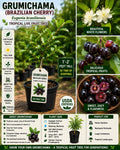 Live Grumichama Fruit Tree – Eugenia brasiliensis, Tropical Edible Tree, 1-2 Ft Tall, Brazilian Cherry, Evergreen Garden Plant