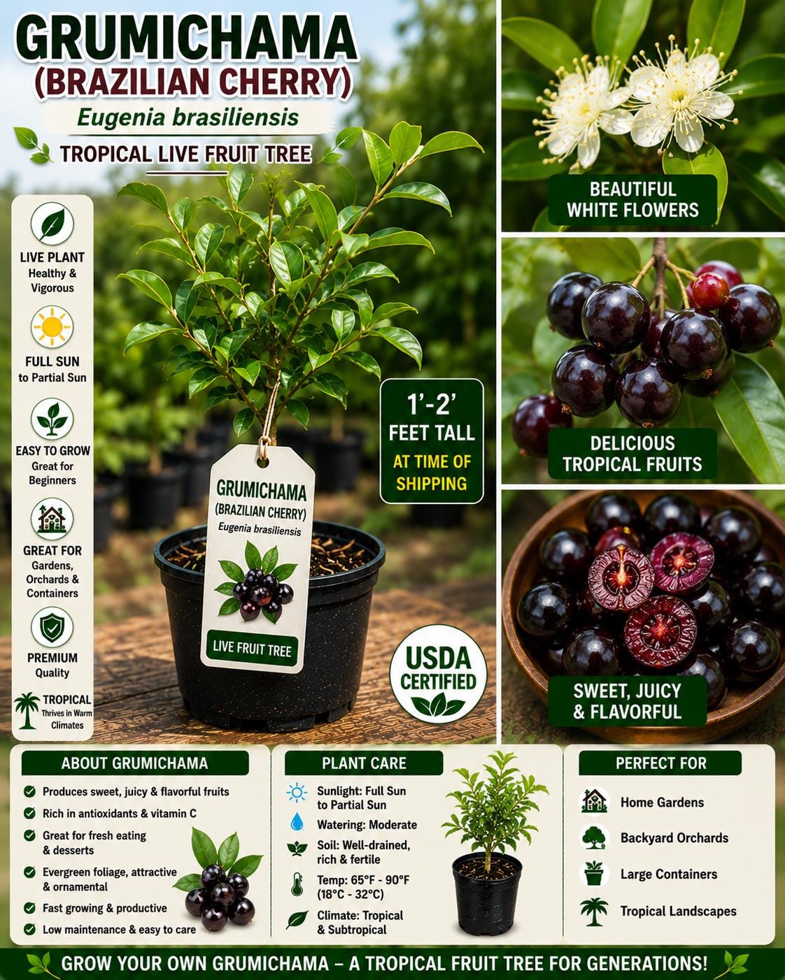 Live Grumichama Fruit Tree – Eugenia brasiliensis, Tropical Edible Tree, 1-2 Ft Tall, Brazilian Cherry, Evergreen Garden Plant