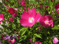 Bush's Poppy Mallow Seeds – Callirhoe bushii Wildflower for Pollinator Gardens, Cottage, Meadow, Natural Landscape