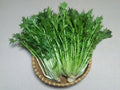 Mizuna Spinach Seeds – Vegetable Seeds for Home Garden, Edible Garden, Container Planting, Brassica rapa