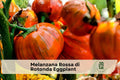 Red Eggplant Starter Plant, Melanzana Rossa di Rotonda, 3-Inch Pot, Ornamental Edible Vegetable, Warm-Season Garden, Solanum aethiopicum