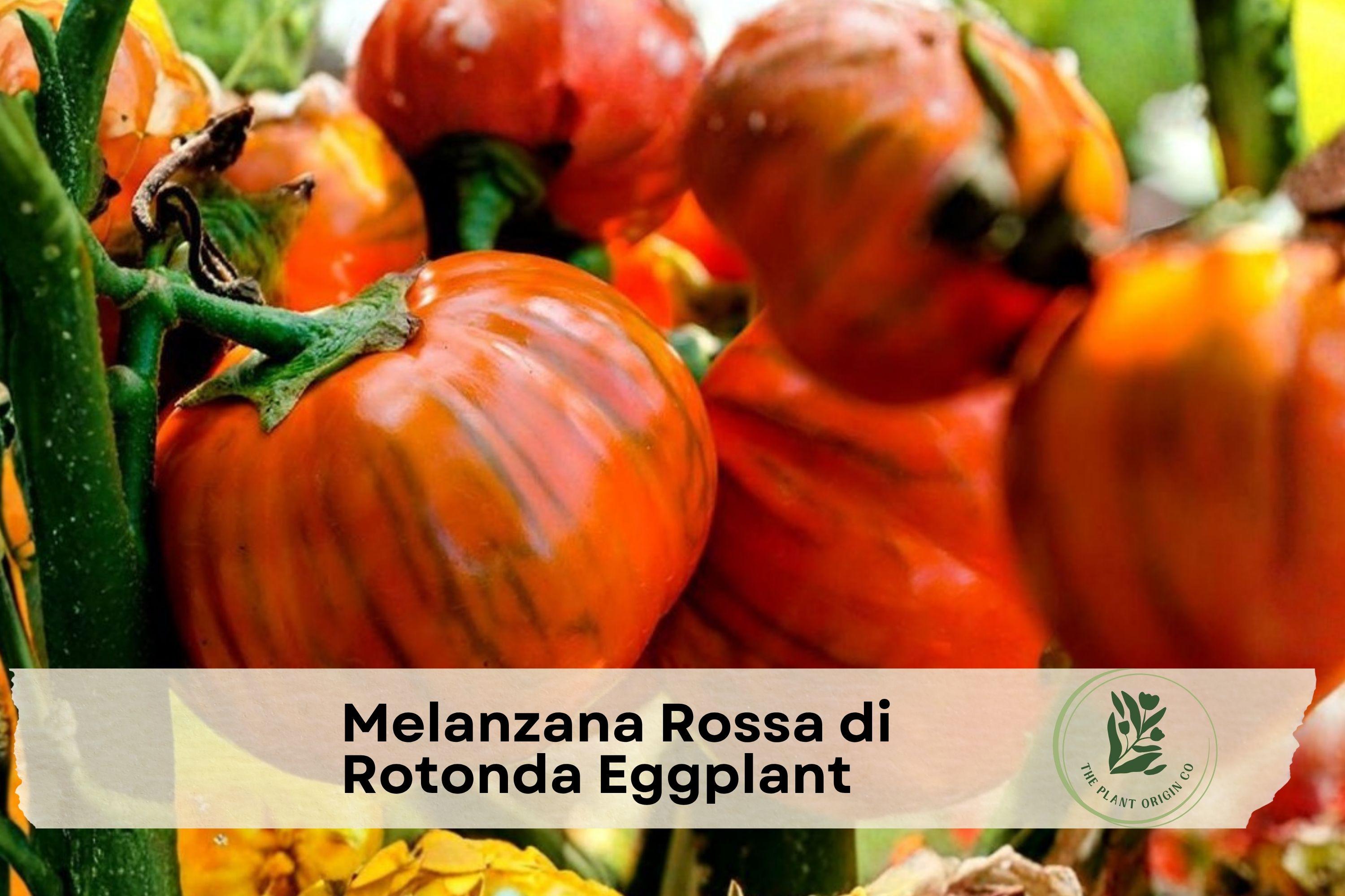 Red Eggplant Starter Plant, Melanzana Rossa di Rotonda, 3-Inch Pot, Ornamental Edible Vegetable, Warm-Season Garden, Solanum aethiopicum