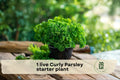 Live Curly Parsley Starter Plant in 3-Inch Pot, Petroselinum crispum var. crispum, Bright Green Curled Foliage, Culinary Herb