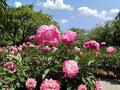Chinese Garden Peony Seeds – Paeonia lactiflora, Perennial Flowering Plant, White, Pink, Rose, Red Blooms