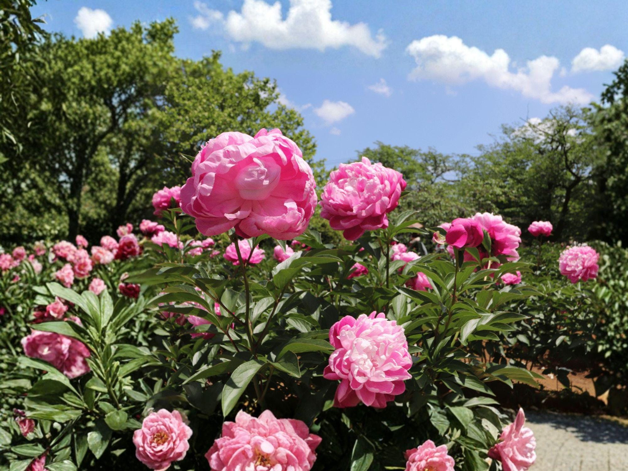 Chinese Garden Peony Seeds – Paeonia lactiflora, Perennial Flowering Plant, White, Pink, Rose, Red Blooms
