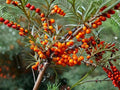 Sea Buckthorn Seeds | Hippophae Rhamnoides Shrub for Hedges & Ornamental Gardens – 20 Seeds