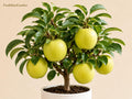 Mutsu Crispin Apple Tree Bare Root Grafted Malus domestica – 18–24 Inch Fruit Tree for Orchard & Edible Landscape