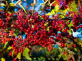 Red Chokeberry Shrub 4 Inch Pot, Aronia arbutifolia, Native Plant for Pollinator Gardens & Wildlife Habitats