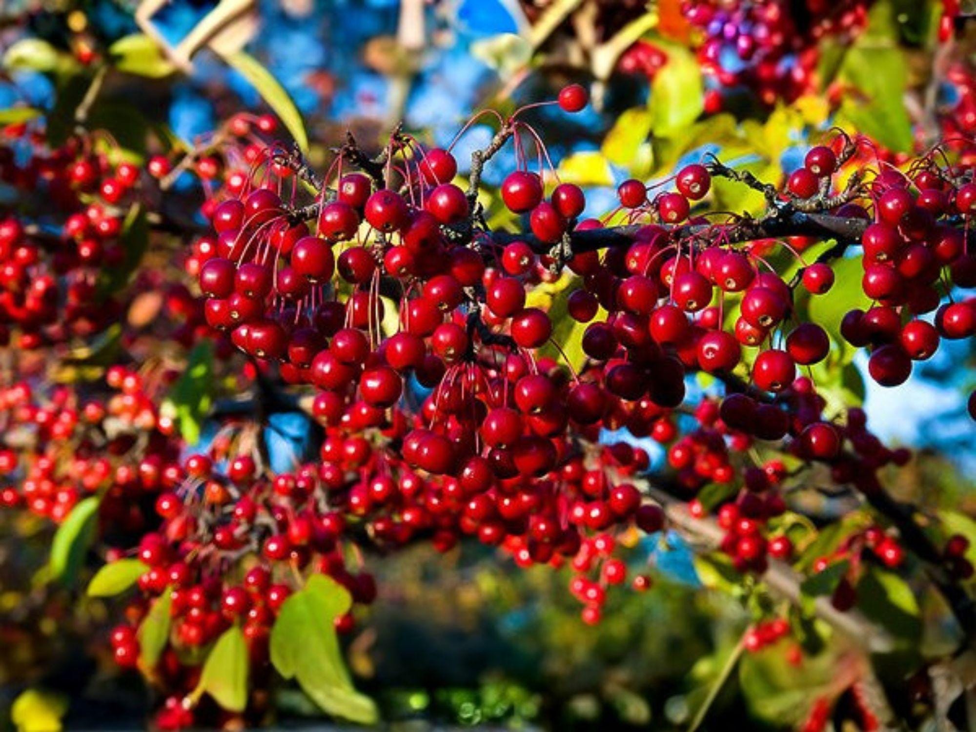 Red Chokeberry Shrub 4 Inch Pot, Aronia arbutifolia, Native Plant for Pollinator Gardens & Wildlife Habitats