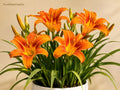 Orange Daylily Bare Root Plant – Hemerocallis spp. – Vibrant Orange Flowers, Hardy Perennial for Pollinator Gardens and Borders