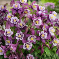 Early Bird Purple & White Columbine (Aquilegia) – Hummingbird Attracting Perennial Wildflower, 12"+ Tall Live Plant