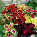 Coleus Seeds | Jazz Combo Mix | Vibrant Multi-Colored Foliage Collection | Botanical Name: Coleus scutellarioides