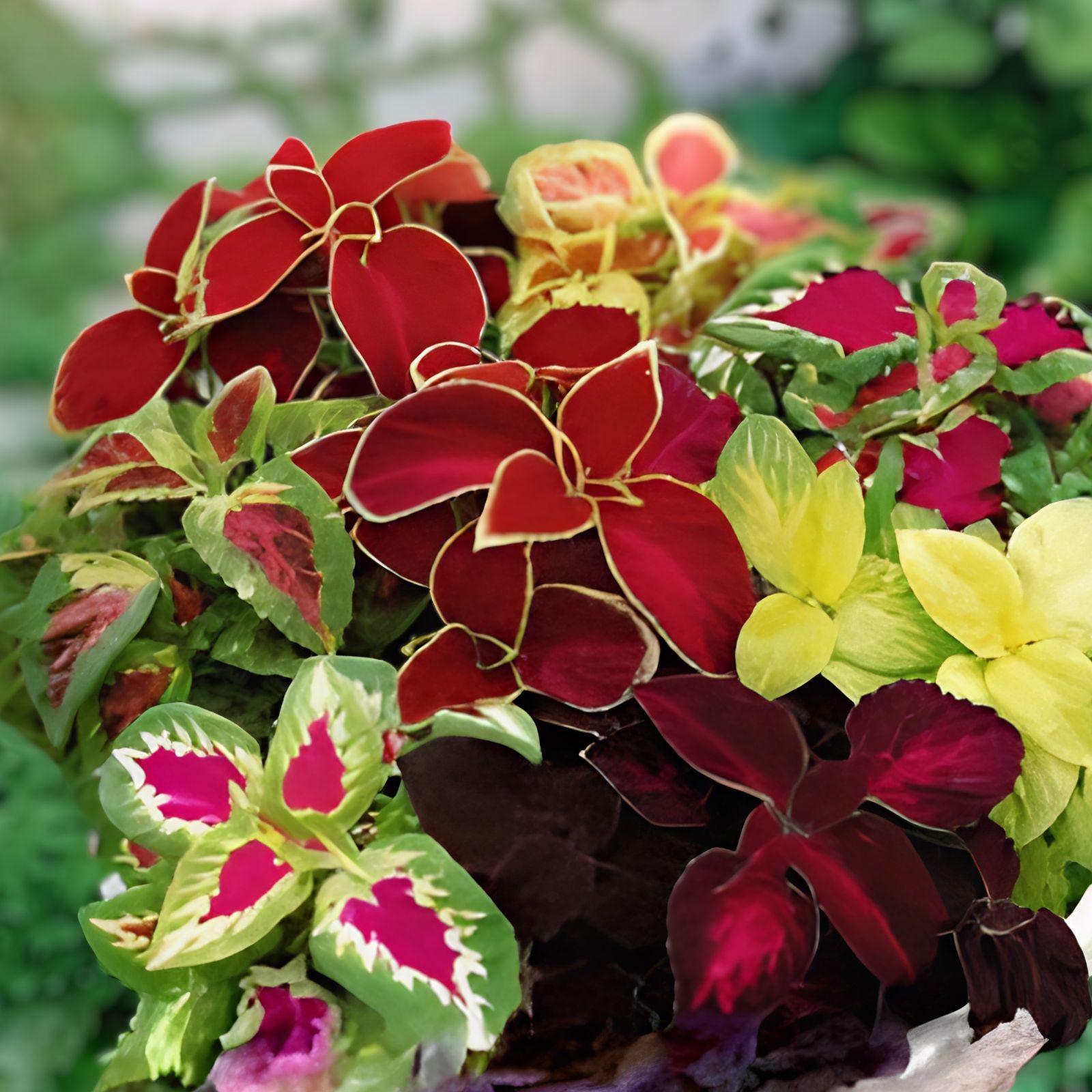 Coleus Seeds | Jazz Combo Mix | Vibrant Multi-Colored Foliage Collection | Botanical Name: Coleus scutellarioides