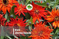 100+ Inca Zinnia Seeds – Vibrant Mixed Colors, Fully Double Blooms, Zinnia elegans, Flower Bed, Border, Cut Flower Seeds