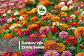 Sunbow Mix Zinnia Seeds – Large Double Blooms, Vibrant Mixed Colors, Annual Flower for Garden Beds & Cut Flowers, Zinnia elegans