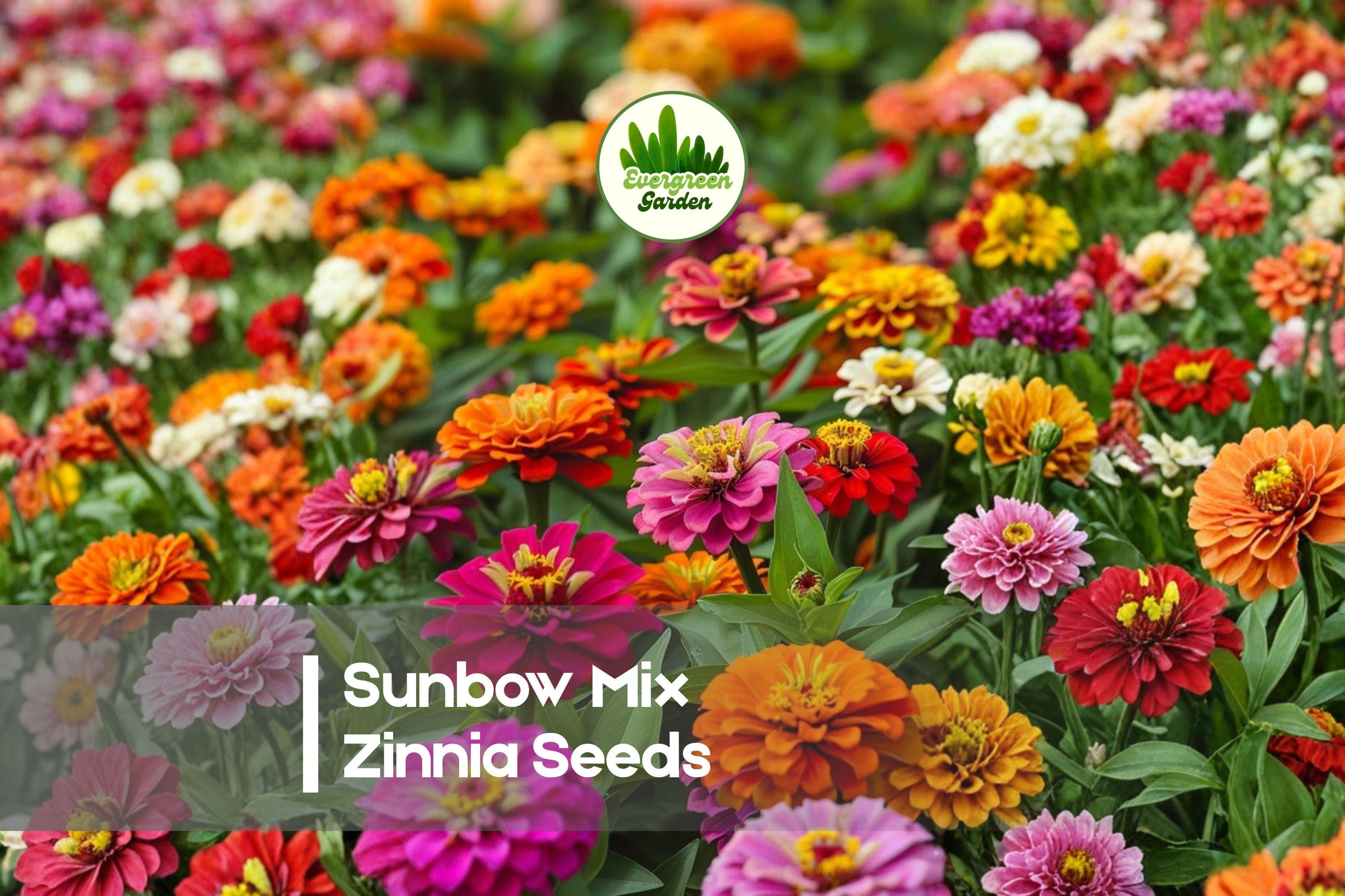 Sunbow Mix Zinnia Seeds – Large Double Blooms, Vibrant Mixed Colors, Annual Flower for Garden Beds & Cut Flowers, Zinnia elegans