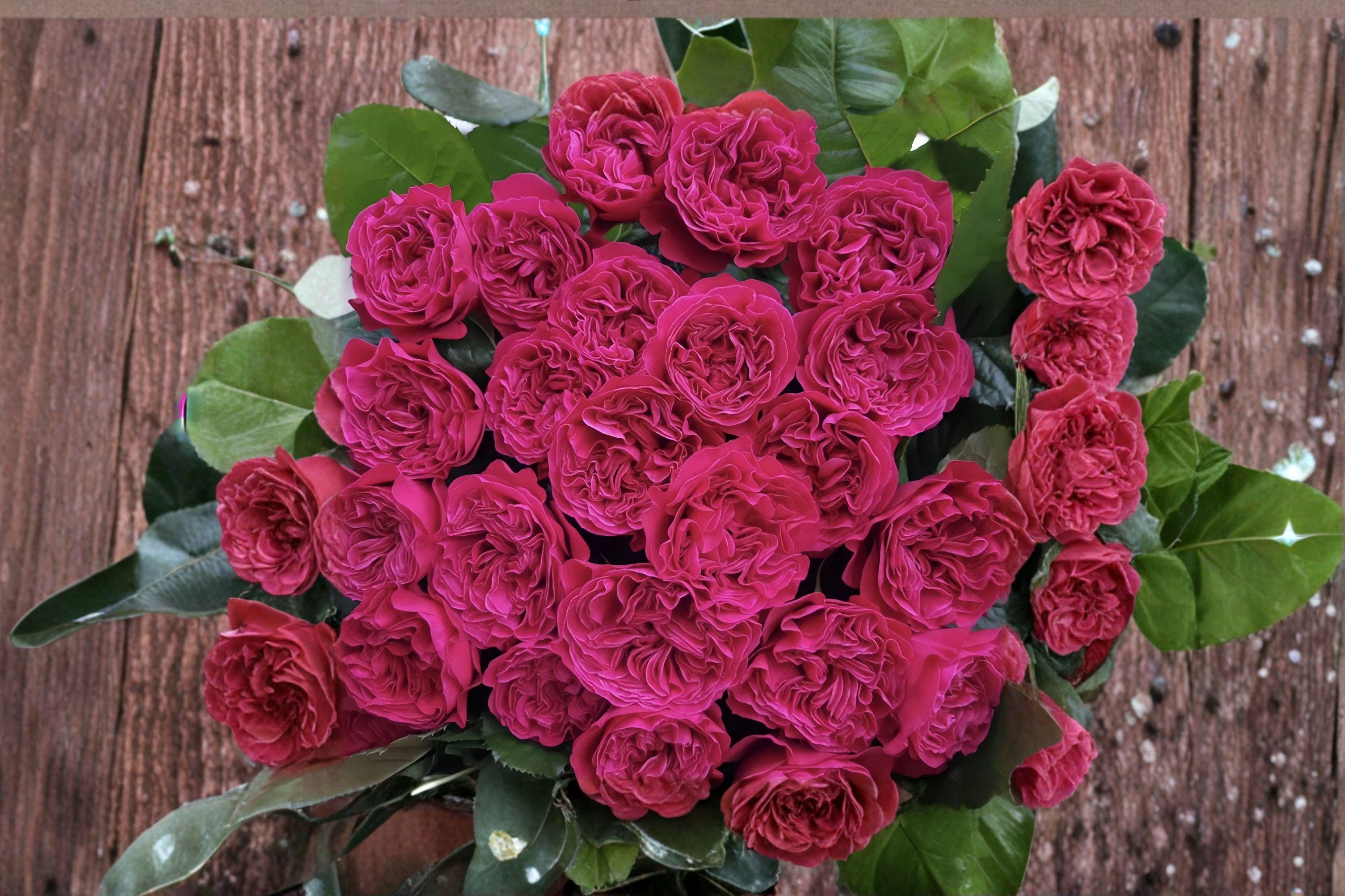 Pretty N Pink Rose Cuttings – Rosa hybrid, Pink Flowering Shrub for Propagation and Grafting, 3 Pack